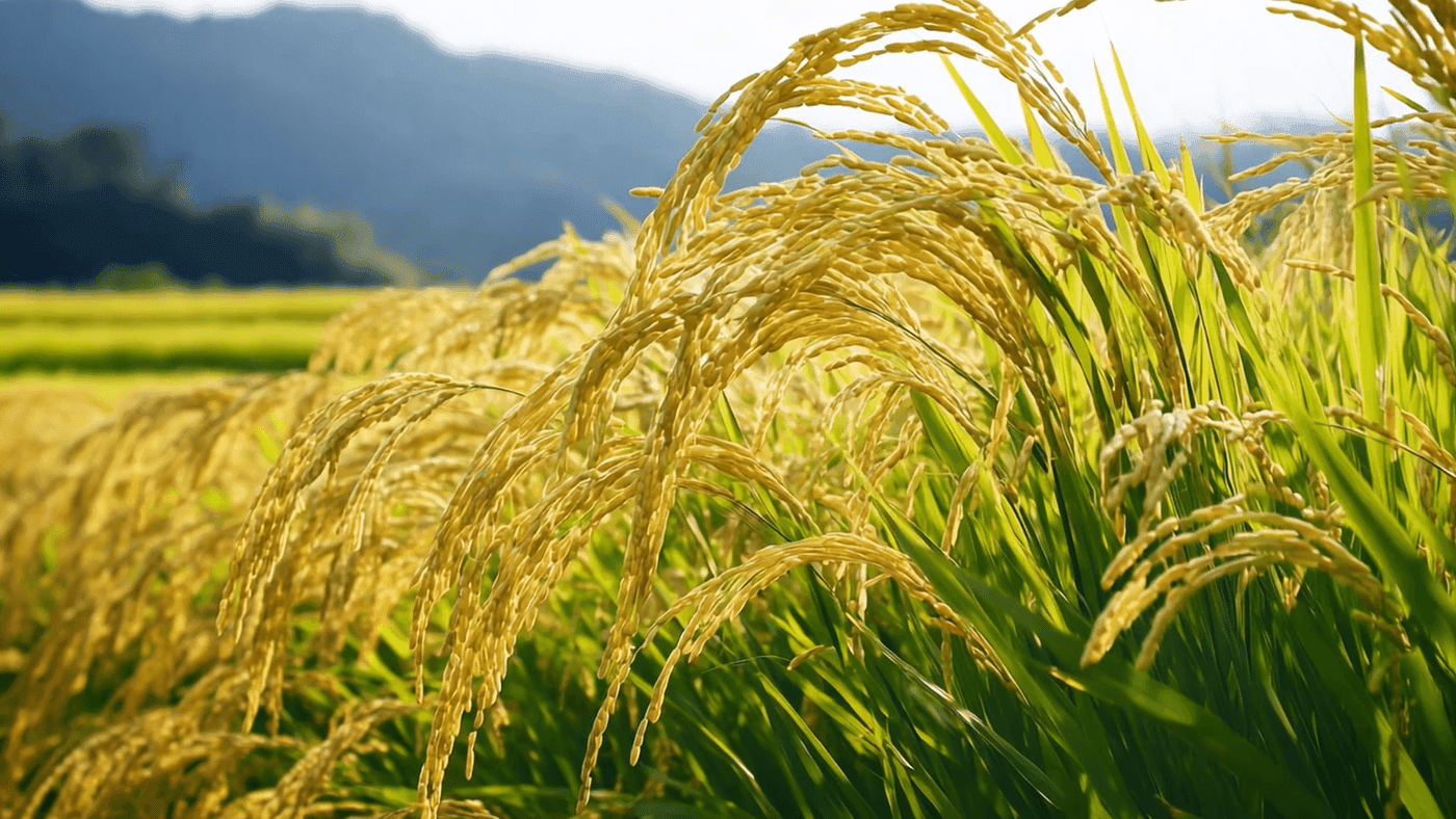 Sustainable farming field